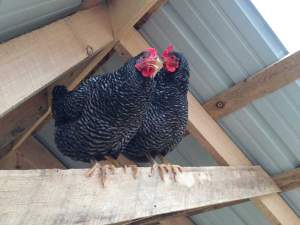 Two chickens roosting in an 8x8 coop
